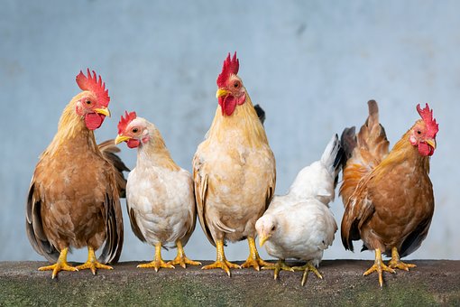 chickens in a line