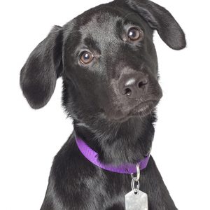 black dog with collar and tag